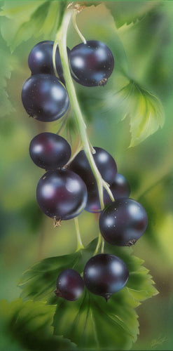 Black Currant